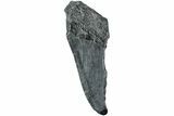 Partial, Fossil Megalodon Tooth - South Carolina #235920-1